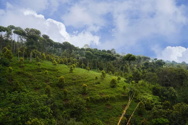 stock image Green meadow with trees on small hills and blue sky with clouds