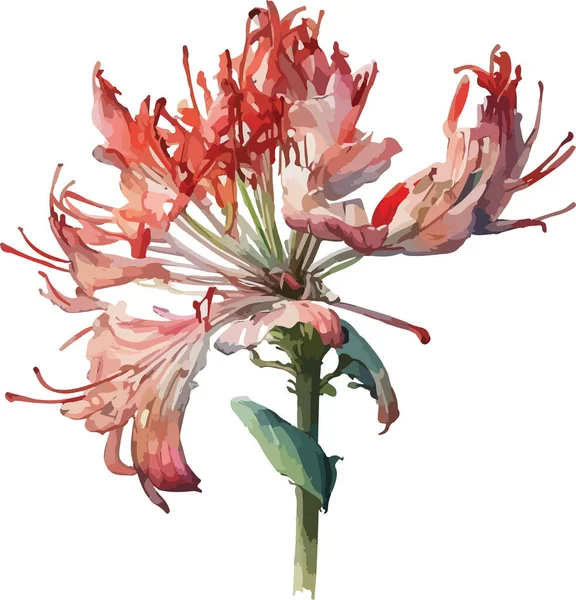 Χρωματιστή Αράχνη Lily Vector Εκτύπωση Εικονογράφηση — Διανυσματικό Αρχείο