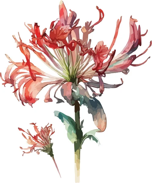 Χρωματιστή Αράχνη Lily Vector Εκτύπωση Εικονογράφηση — Διανυσματικό Αρχείο