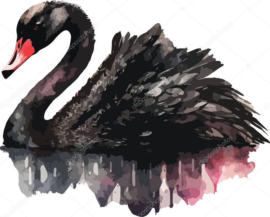 Colored Swan Vector, Print, Illustration