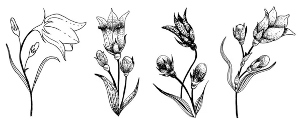 Bluebell Květiny Nastavit Grafickém Stylu Vinobraní Vektorový Obrázek — Stockový vektor