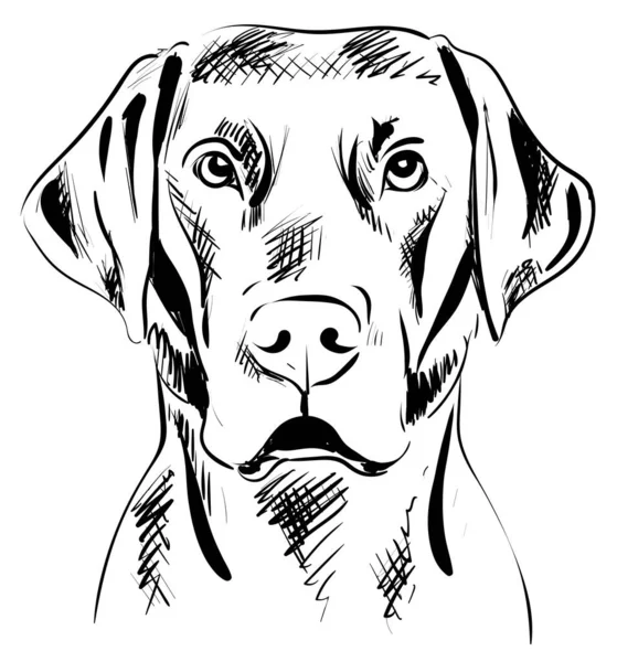 ラブラドール犬の肖像画 ベクトル画像 — ストックベクタ