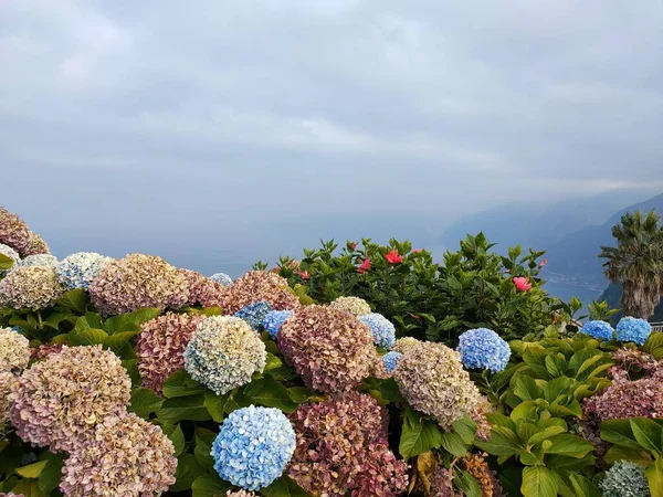 Portekiz Çiçekler Madeira — Stok fotoğraf