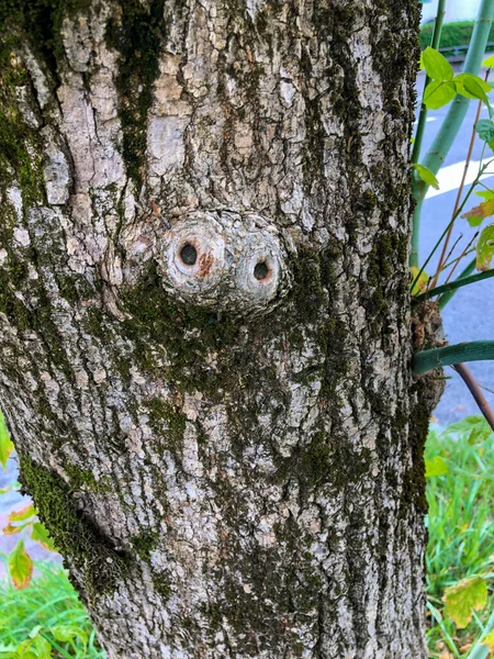 Ein Eichhörnchen Sitzt Einer Birke Wald — Stockfoto