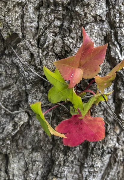 Zblízka Pohled Krásné Podzimní Listy — Stock fotografie