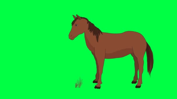Zyklus Eines Pferdes Auf Der Weide Chroma Schlüssel — Stockvideo