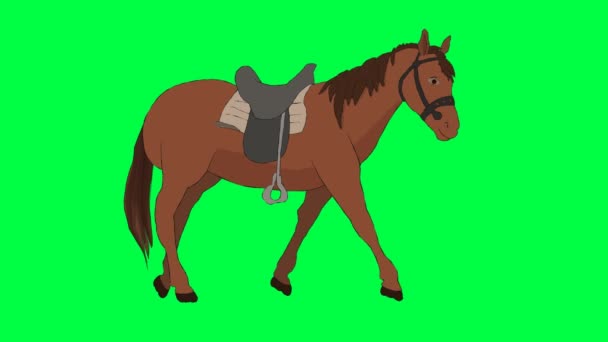 Zyklus Eines Laufenden Pferdes Grüner Bildschirm Chroma Taste — Stockvideo