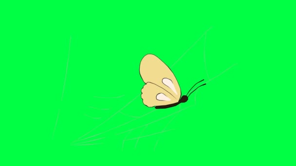 Una Mariposa Que Está Atrapada Tela Una Araña Pantalla Verde — Vídeos de Stock