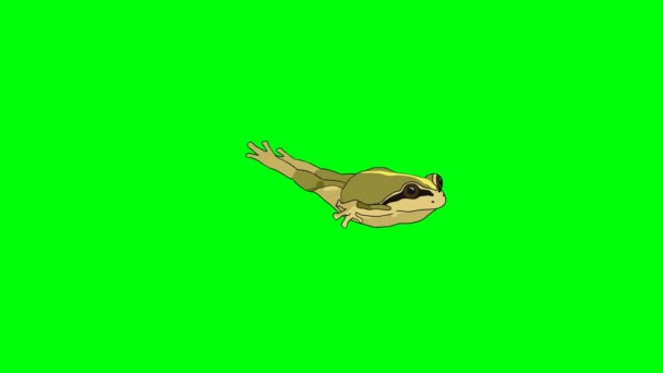 Zyklus Des Grünen Froschcharakters Der Wasser Schwimmt Grüner Bildschirm Chroma — Stockvideo