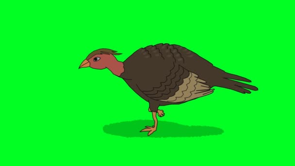 Wanderzyklus Von Truthahnvogel Charakter Grüner Bildschirm Chroma Taste — Stockvideo