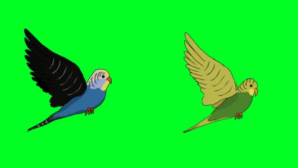 Cycle Vol Deux Oiseaux Amoureux Personnage Perroquet Écran Vert Clé — Video