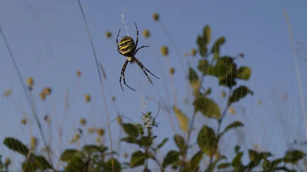 Çizgili örümcek mavi gökyüzüne karşı