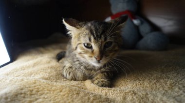 Üç renkli güzel kedi. Kedi gözleri. Güzel kedi. Güzel, zarif bir kedi.