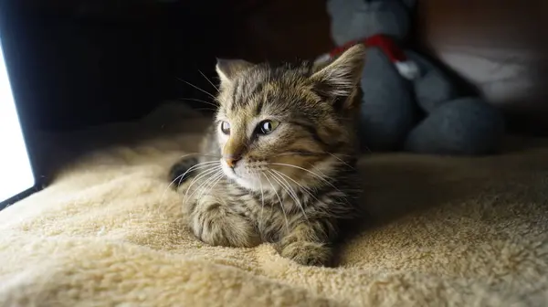 Üç renkli katlı kedi kanepede yatıyor. Kedi gözleri. Güzel kedi. Güzel, zarif bir kedi.