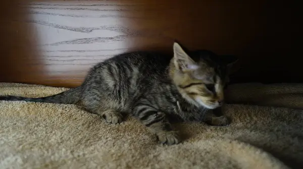 Üç renkli güzel kedi. Kedi gözleri. Güzel kedi. Güzel, zarif bir kedi.