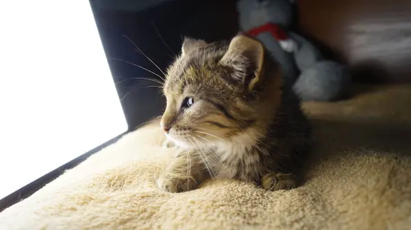 Üç renkli güzel kedi. Kedi gözleri. Güzel kedi. Güzel, zarif bir kedi.