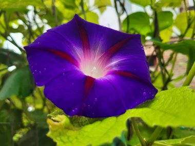 Bahçede mor çiçek