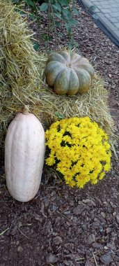 Yerde dekoratif balkabakları