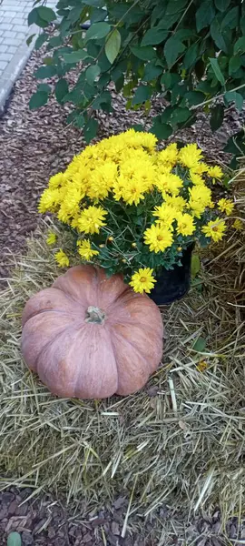 Bahçedeki güzel çiçekler