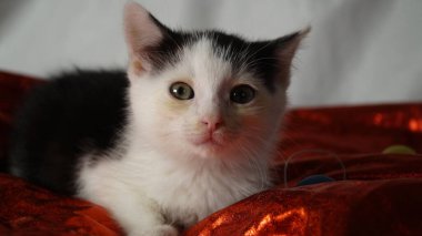 Beyaz arka planı olan sevimli bir kedi.