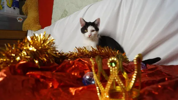 Kedi, Noel ağacı ve Noel süslemeleri olan bir yatakta yatıyor.