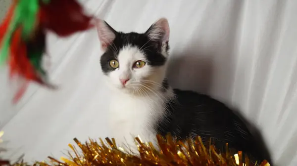 Noel arkaplanındaki sevimli kedi.