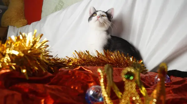 Bir kedinin portresi