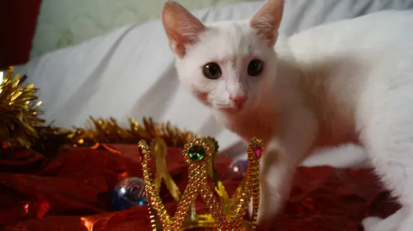 Noel ağacındaki bir kedi. Taçlı güzel kedi yavrusu.