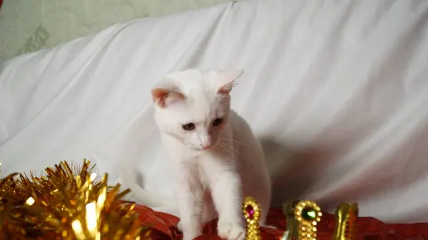 Noel ağacındaki bir kedi. Taçlı güzel kedi yavrusu.