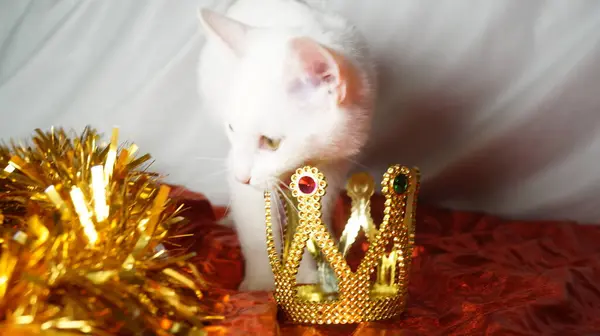 Noel ağacındaki bir kedi. Taçlı güzel kedi yavrusu.