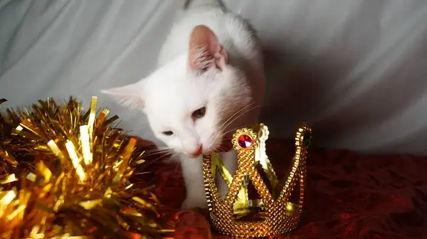 Noel ağacındaki bir kedi. Taçlı güzel kedi yavrusu.