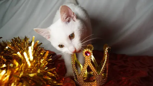 Noel ağacındaki bir kedi. Taçlı güzel kedi yavrusu.