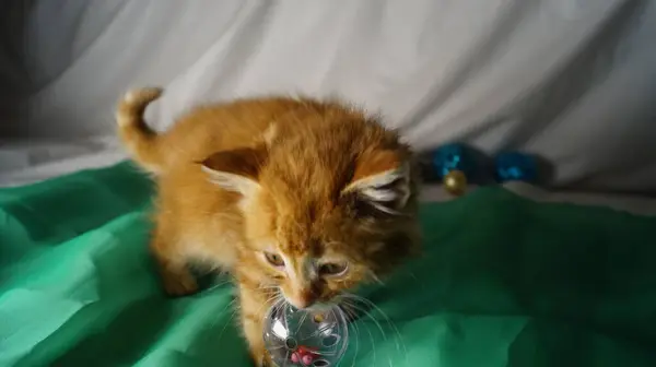 Şirin kedicik oyuncakla oynuyor.