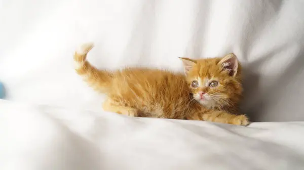 Kırmızı kedi yavrusu yatar ve kameraya bakar.