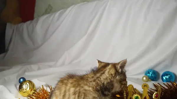 Yataktaki sevimli kedi.