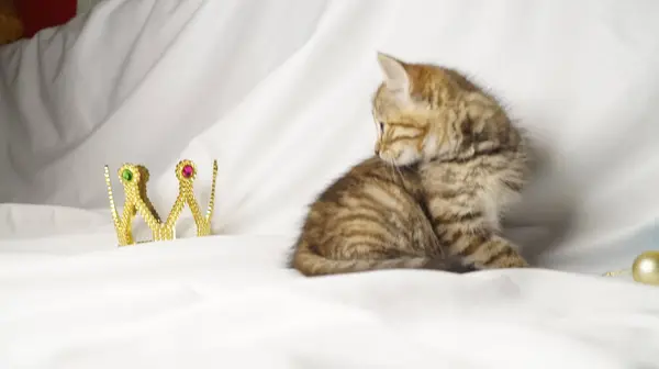 Beyaz yastıklı kedi