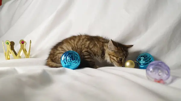 Noel süslemeleriyle dolu şapkalı sevimli tüylü kedi yavrusu.