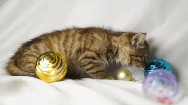 Bir kedi Noel oyuncaklarının arasında bir oyuncağın içinde yatıyor.