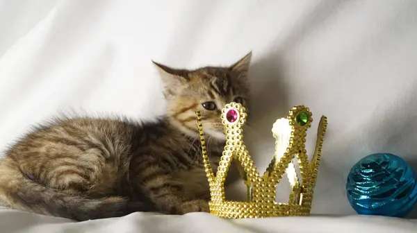 Gri kürklü altın tacı olan güzel kedi