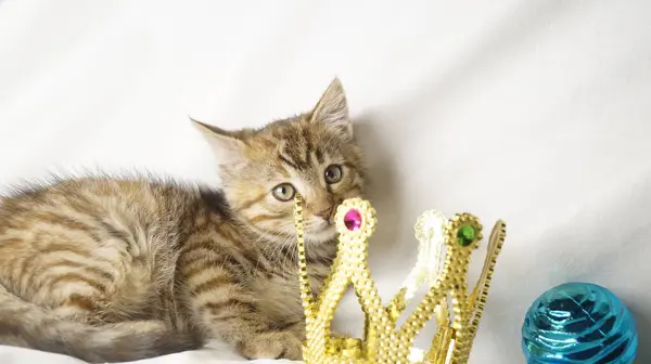 Noel top ile yavru kedi