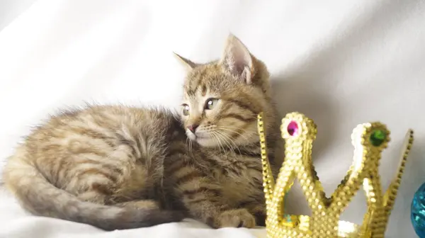 Altın tacı ve Noel süslemeleri olan küçük sevimli bir kedi yavrusu.