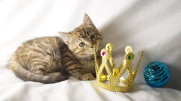 Altın tacıyla sevimli bir kedi ve gri arka planda tüylü bir kedi..