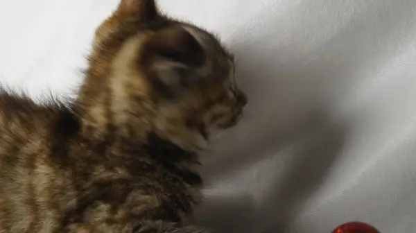 Elinde top olan kırmızı bir kedi kameraya bakar.