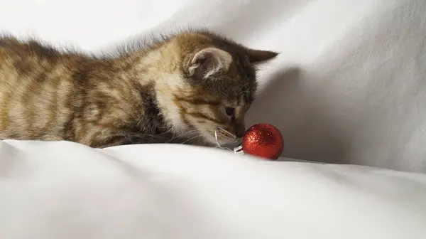 Noel süslemeleri ve beyaz arka planda topu olan sevimli bir kedi.