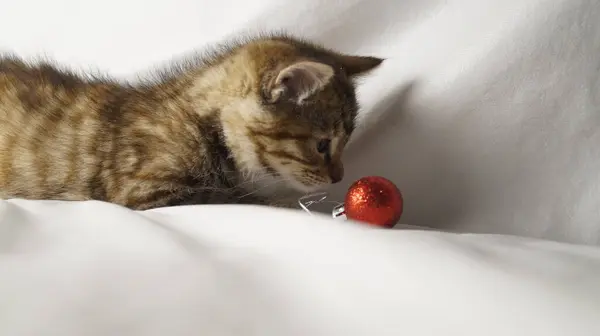 Paskalya yumurtaları ve beyaz arka planda paskalya yumurtaları olan küçük sevimli bir kedi.