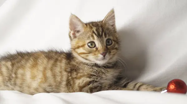 Kırmızı arka planda yatan sevimli kedi.