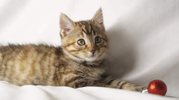 Beyaz arka planda kırmızı kalbi olan sevimli bir kedi yavrusu.