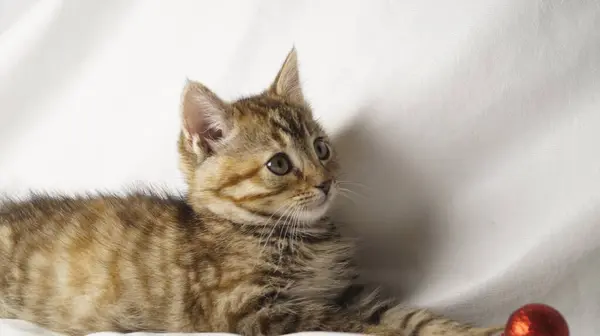 Oyuncağı olan sevimli bir kedi yavrusu.