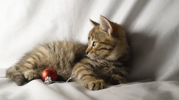 Kırmızı toplu sevimli kedi yavrusu.