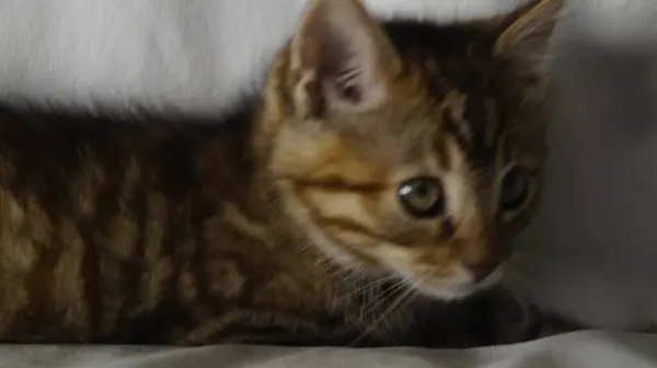 Yatakta yatan sevimli kedi.